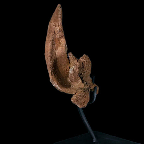 11.5" Rare Parasaurolophus Fossil Jaw Bone Cretaceous Dinosaur Montana COA Stand - Fossil Age Minerals