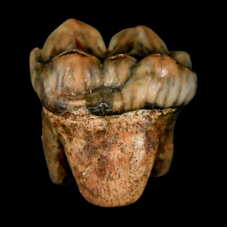 1.1" Extinct Cave Bear Ursus Spelaeus Incisor Tooth Rooted Pleistocene Age COA, Stand