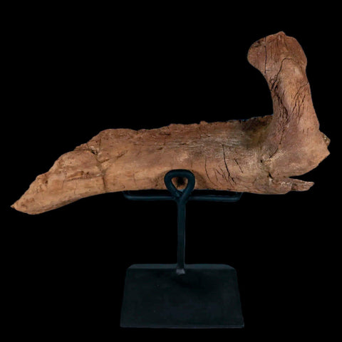 11.5" Rare Parasaurolophus Fossil Jaw Bone Cretaceous Dinosaur Montana COA Stand - Fossil Age Minerals