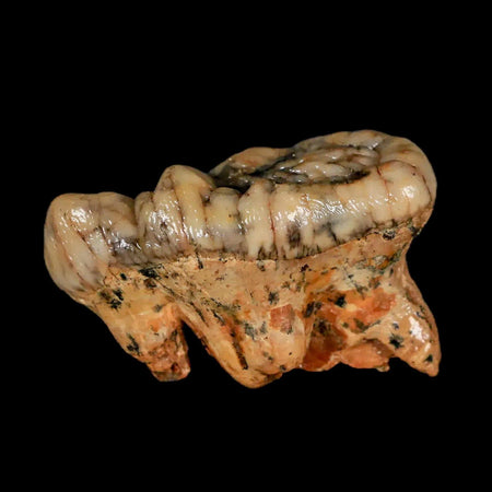 1.8" Extinct Cave Bear Ursus Spelaeus Molar Tooth Rooted Pleistocene Age COA