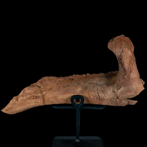 11.5" Rare Parasaurolophus Fossil Jaw Bone Cretaceous Dinosaur Montana COA Stand - Fossil Age Minerals