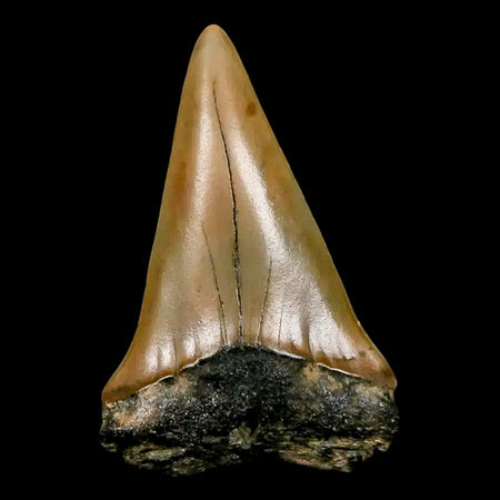 2.2" Quality Hastalis Mako Tooth Serrated Fossil Natural Miocene Age COA