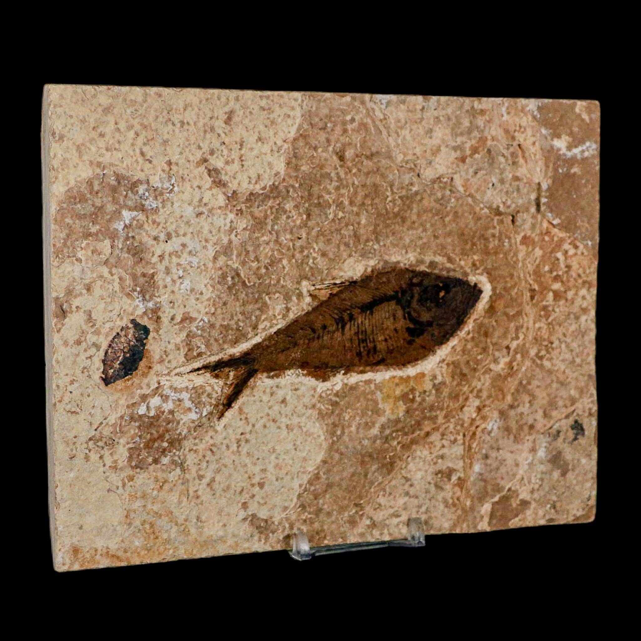 XL 4.2" Diplomystus Dentatus Fossil Fish Green River FM WY Eocene Age COA, Stand - Fossil Age Minerals