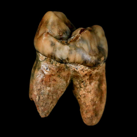 1.1" Extinct Cave Bear Ursus Spelaeus Incisor Tooth Rooted Pleistocene Age COA, Stand - Fossil Age Minerals