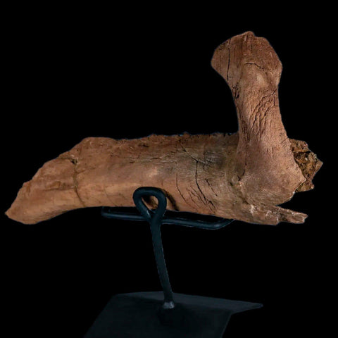 11.5" Rare Parasaurolophus Fossil Jaw Bone Cretaceous Dinosaur Montana COA Stand - Fossil Age Minerals