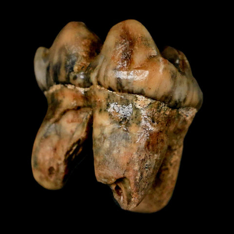1.1" Extinct Cave Bear Ursus Spelaeus Incisor Tooth Rooted Pleistocene Age COA, Stand - Fossil Age Minerals