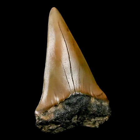 2.2" Quality Hastalis Mako Tooth Serrated Fossil Natural Miocene Age COA
