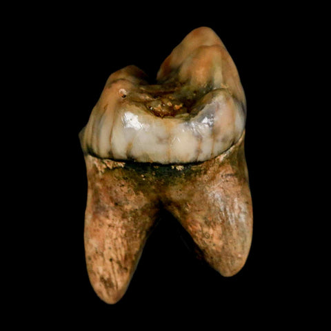 1.1" Extinct Cave Bear Ursus Spelaeus Incisor Tooth Rooted Pleistocene Age COA, Stand - Fossil Age Minerals