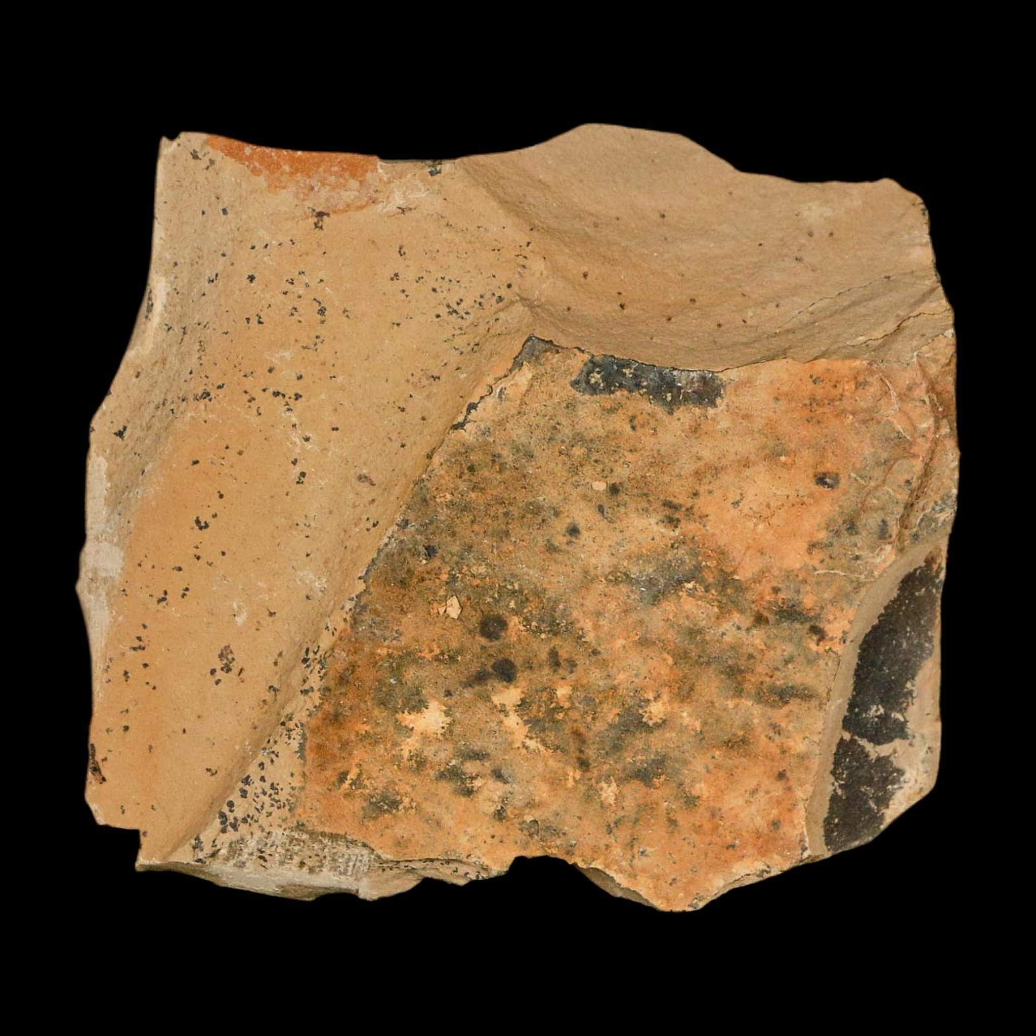 1.5" Detailed Fossil Plant Leafs Metasequoia Dawn Redwood Oligocene Age MT COA - Fossil Age Minerals