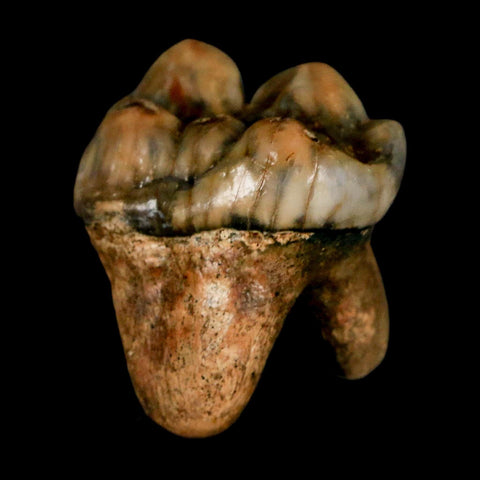 1.1" Extinct Cave Bear Ursus Spelaeus Incisor Tooth Rooted Pleistocene Age COA, Stand - Fossil Age Minerals