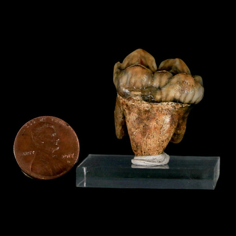 1.1" Extinct Cave Bear Ursus Spelaeus Incisor Tooth Rooted Pleistocene Age COA, Stand - Fossil Age Minerals