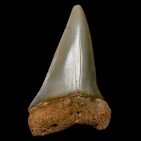 1.9" Quality Hastalis Mako Tooth Serrated Fossil Natural Miocene Age COA