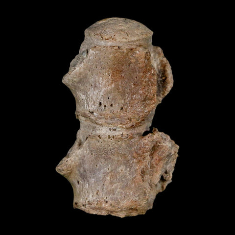 1.5" Mosasaur Fossil Vertebrae Bones Upper Cretaceous Dinosaur Era Kansas - Fossil Age Minerals