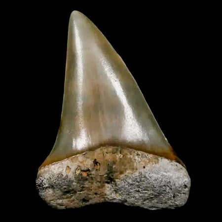 1.8" Quality Hastalis Mako Tooth Serrated Fossil Natural Miocene Age COA