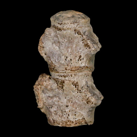 1.5" Mosasaur Fossil Vertebrae Bones Upper Cretaceous Dinosaur Era Kansas - Fossil Age Minerals