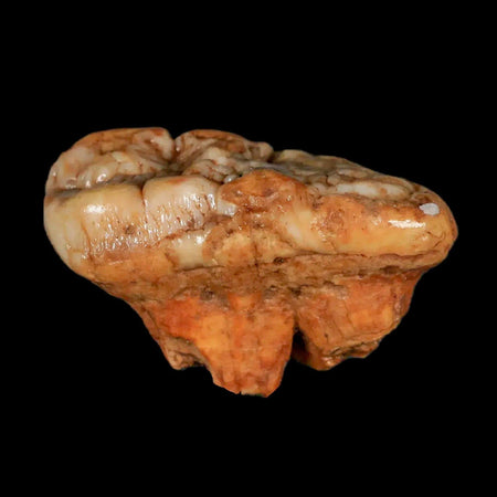 1.8" Extinct Cave Bear Ursus Spelaeus Molar Tooth Rooted Pleistocene Age COA