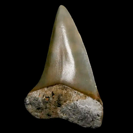 1.8" Quality Hastalis Mako Tooth Serrated Fossil Natural Miocene Age COA