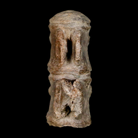 1.5" Mosasaur Fossil Vertebrae Bones Upper Cretaceous Dinosaur Era Kansas - Fossil Age Minerals