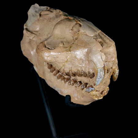 7" Oreodont Merycoidodon Fossil Skull Teeth Oligocene Age Badlands SD COA Stand