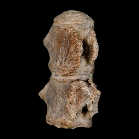 1.5" Mosasaur Fossil Vertebrae Bones Upper Cretaceous Dinosaur Era Kansas - Fossil Age Minerals