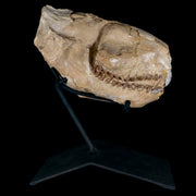 7" Oreodont Merycoidodon Fossil Skull Teeth Oligocene Age Badlands SD COA Stand