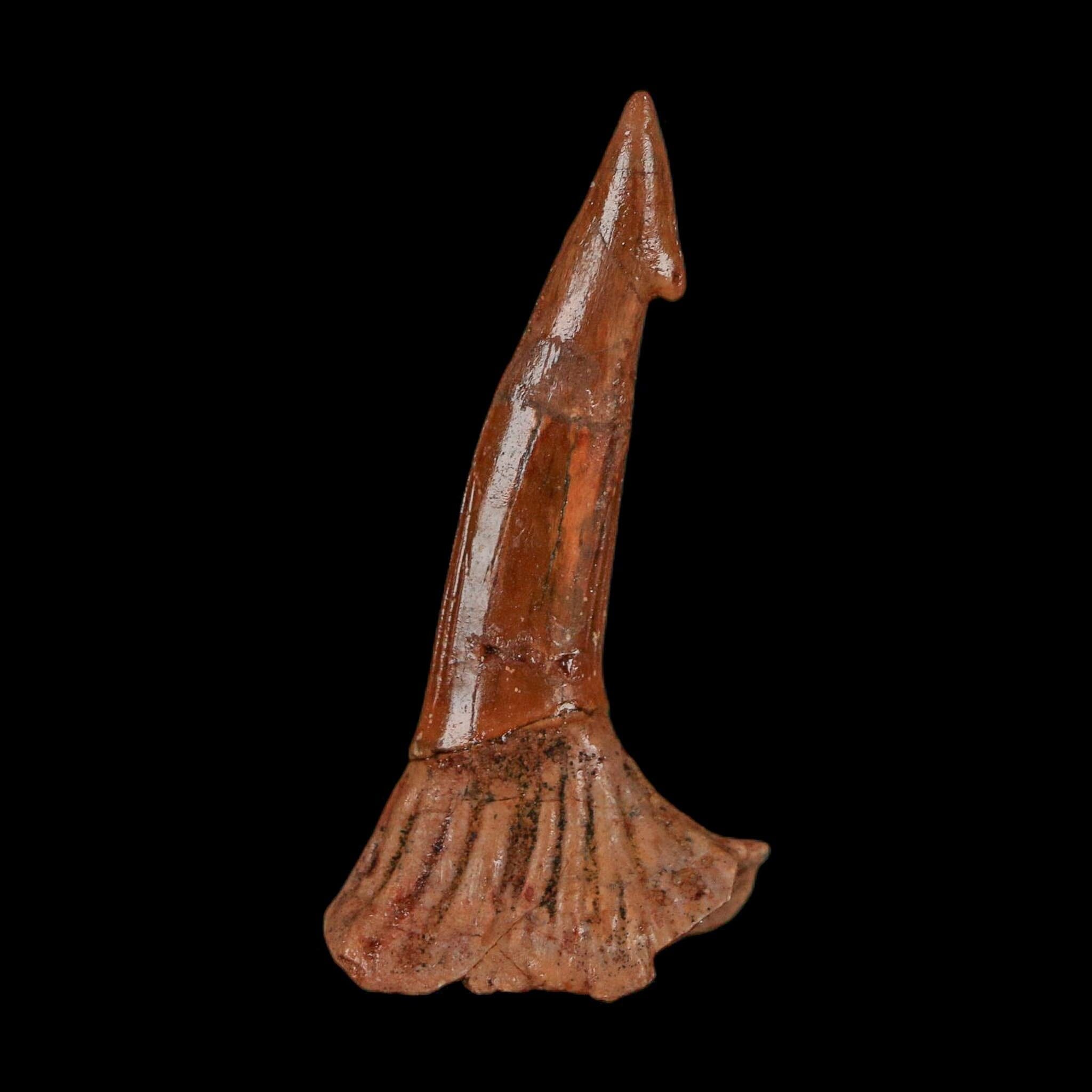 1.7" Sawfish Fossil Tooth Barb Onchopristis Numidus Cretaceous Dinosaur Era COA