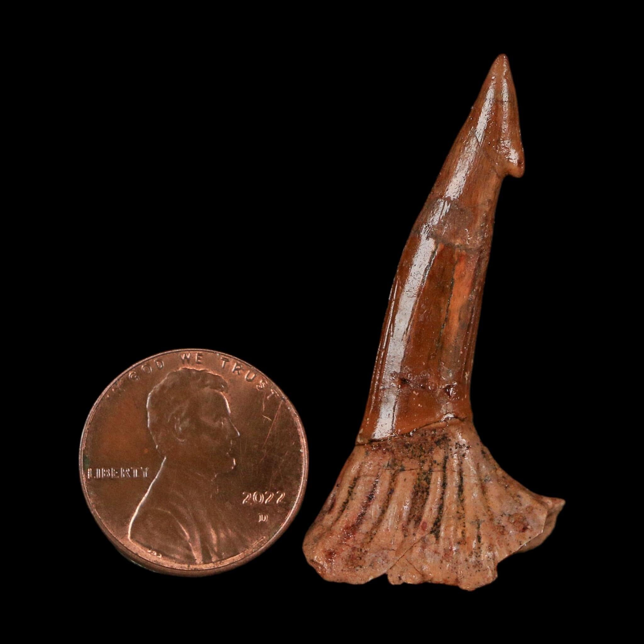 1.7" Sawfish Fossil Tooth Barb Onchopristis Numidus Cretaceous Dinosaur Era COA