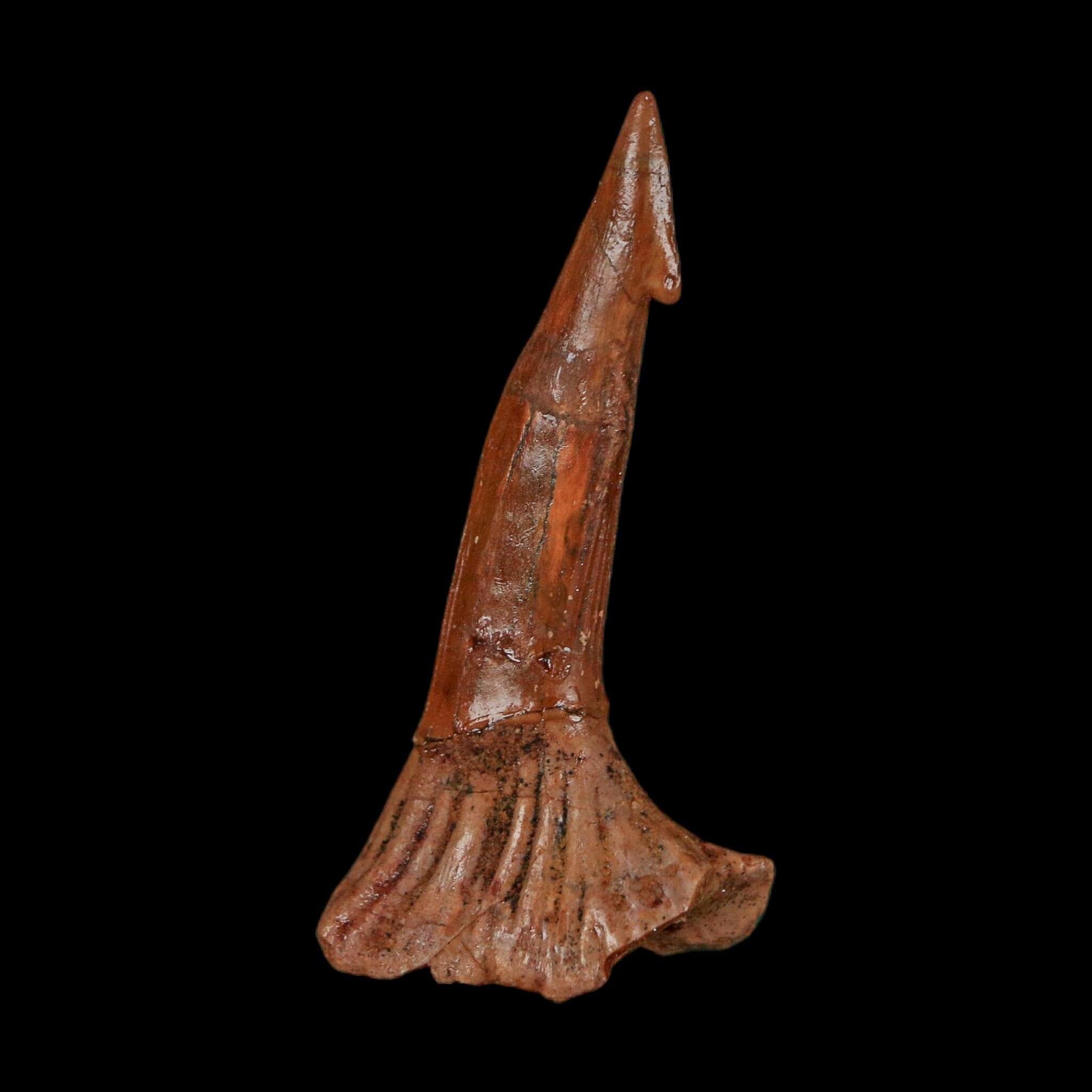 1.7" Sawfish Fossil Tooth Barb Onchopristis Numidus Cretaceous Dinosaur Era COA