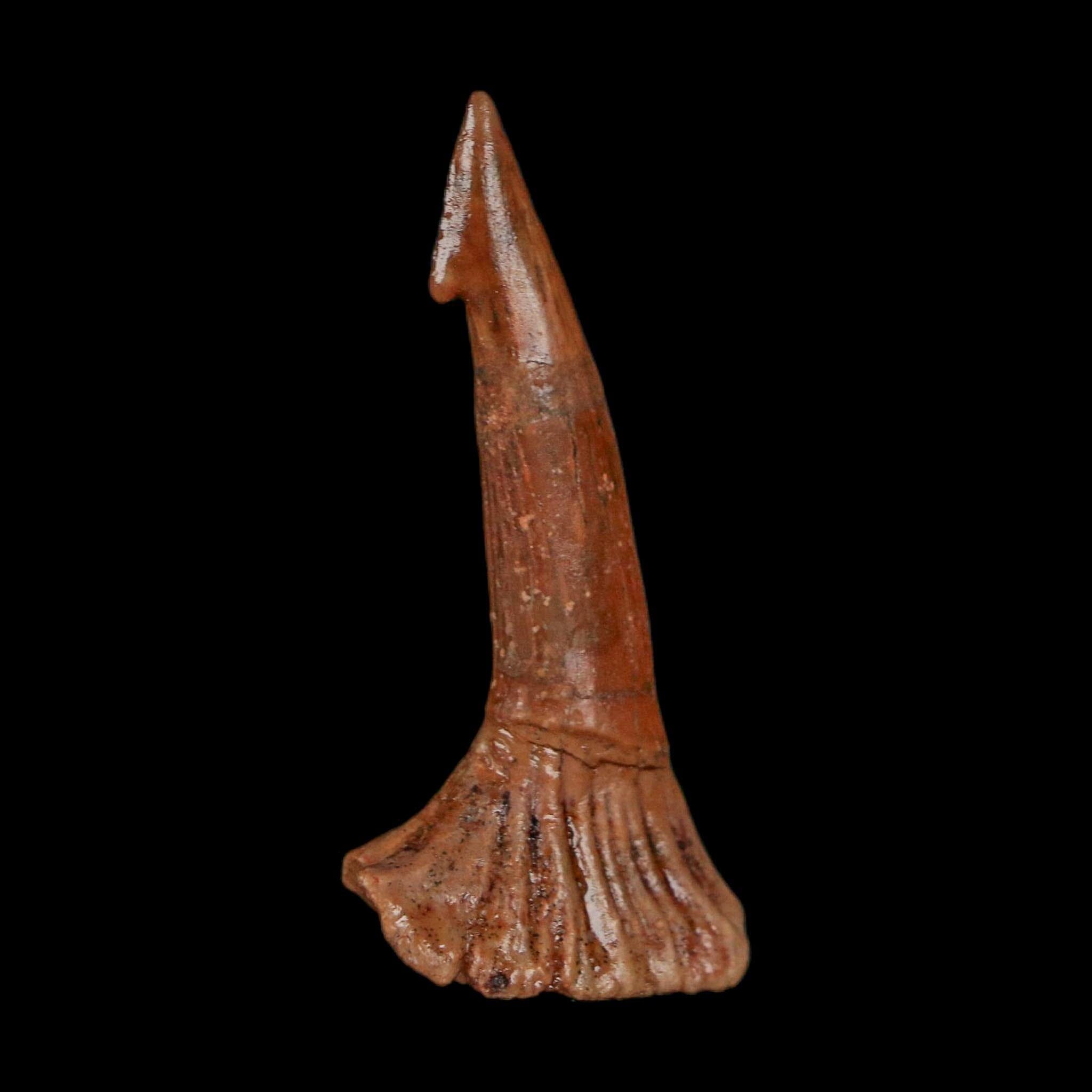 1.7" Sawfish Fossil Tooth Barb Onchopristis Numidus Cretaceous Dinosaur Era COA