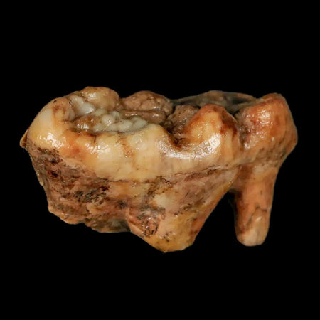 1.8" Extinct Cave Bear Ursus Spelaeus Molar Tooth Rooted Pleistocene Age COA