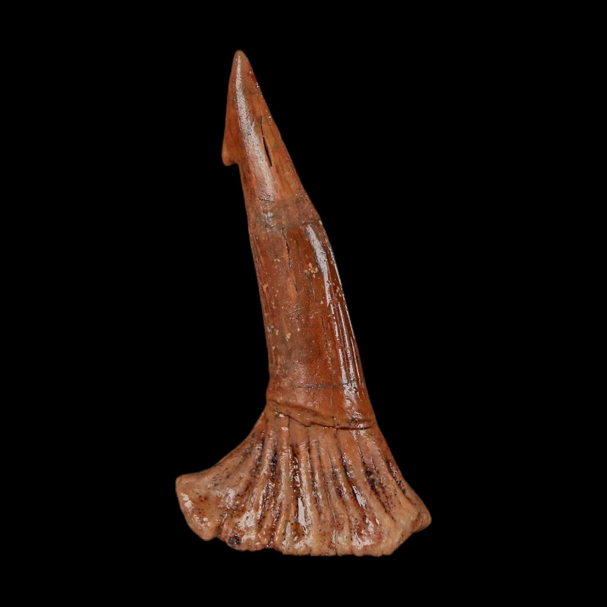 1.7" Sawfish Fossil Tooth Barb Onchopristis Numidus Cretaceous Dinosaur Era COA