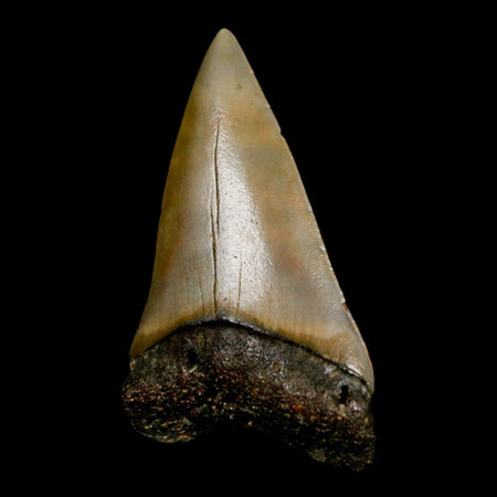 1.9" Quality Hastalis Mako Tooth Serrated Fossil Natural Miocene Age COA