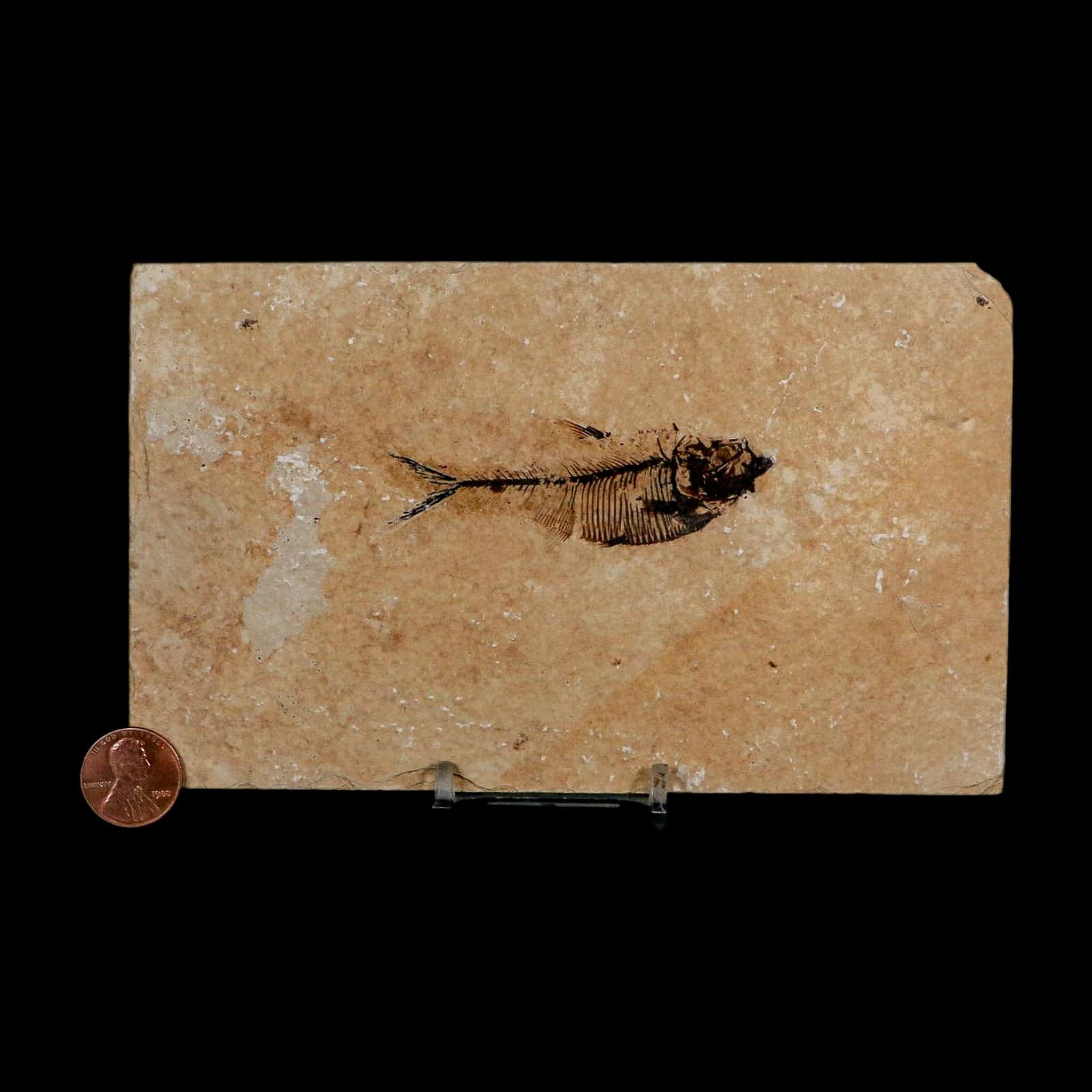 2.8" Diplomystus Dentatus Fossil Fish Green River FM WY Eocene Age COA, Stand - Fossil Age Minerals