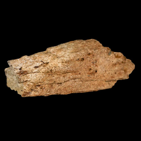 4.2" Triceratops Fossil Frill Bone Lance Creek FM Cretaceous Dinosaur Wyoming COA