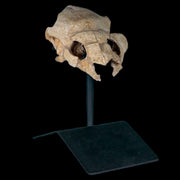 4.3" Turtle Skull Fossil Lytoloma Elegans Dinosaur Cretaceous Era  Custom Stand