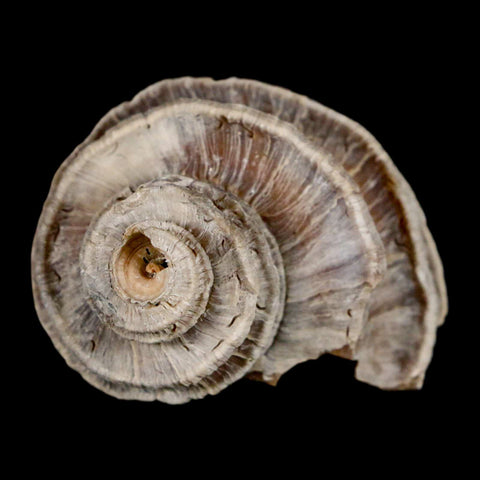 1.8" Ecphora Gardnerae Gastropod Fossil Shell Lee Creek Miocene Epoch North Carolina - Fossil Age Minerals