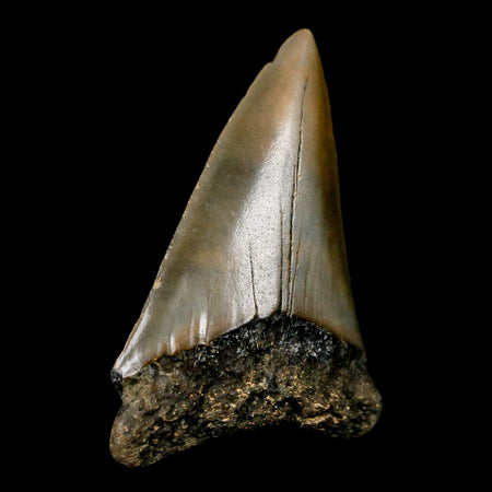 2.2" Quality Hastalis Mako Tooth Serrated Fossil Natural Miocene Age COA