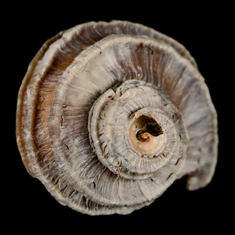 1.8" Ecphora Gardnerae Gastropod Fossil Shell Lee Creek Miocene Epoch North Carolina - Fossil Age Minerals