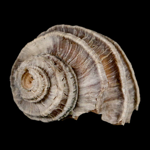 1.8" Ecphora Gardnerae Gastropod Fossil Shell Lee Creek Miocene Epoch North Carolina - Fossil Age Minerals