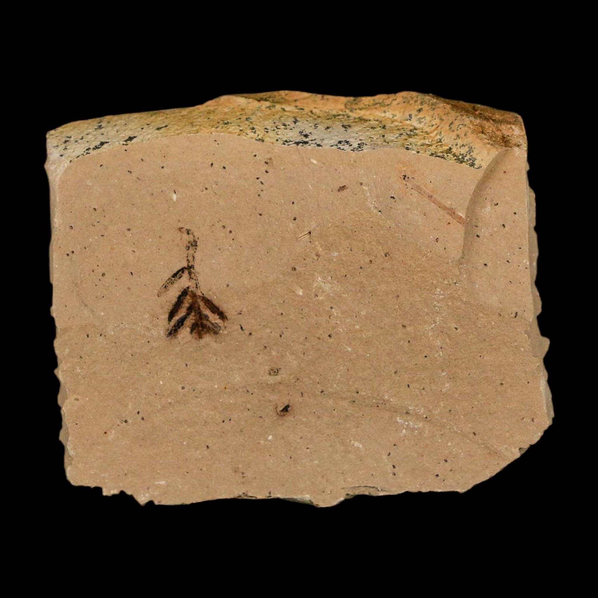 1.3" Detailed Fossil Plant Leafs Metasequoia Dawn Redwood Oligocene Age MT COA - Fossil Age Minerals