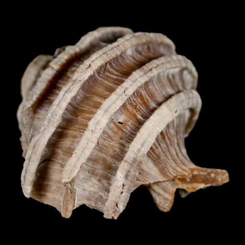 1.8" Ecphora Gardnerae Gastropod Fossil Shell Lee Creek Miocene Epoch North Carolina - Fossil Age Minerals