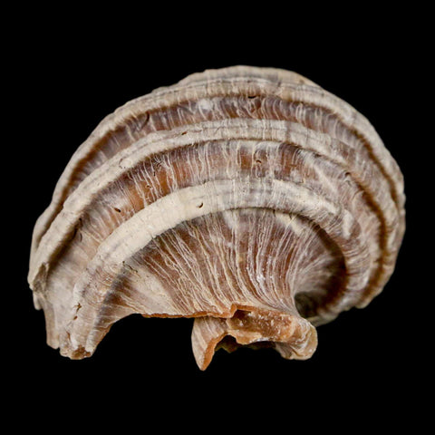 1.8" Ecphora Gardnerae Gastropod Fossil Shell Lee Creek Miocene Epoch North Carolina - Fossil Age Minerals