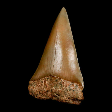 2" Quality Hastalis Mako Tooth Serrated Fossil Natural Miocene Age COA