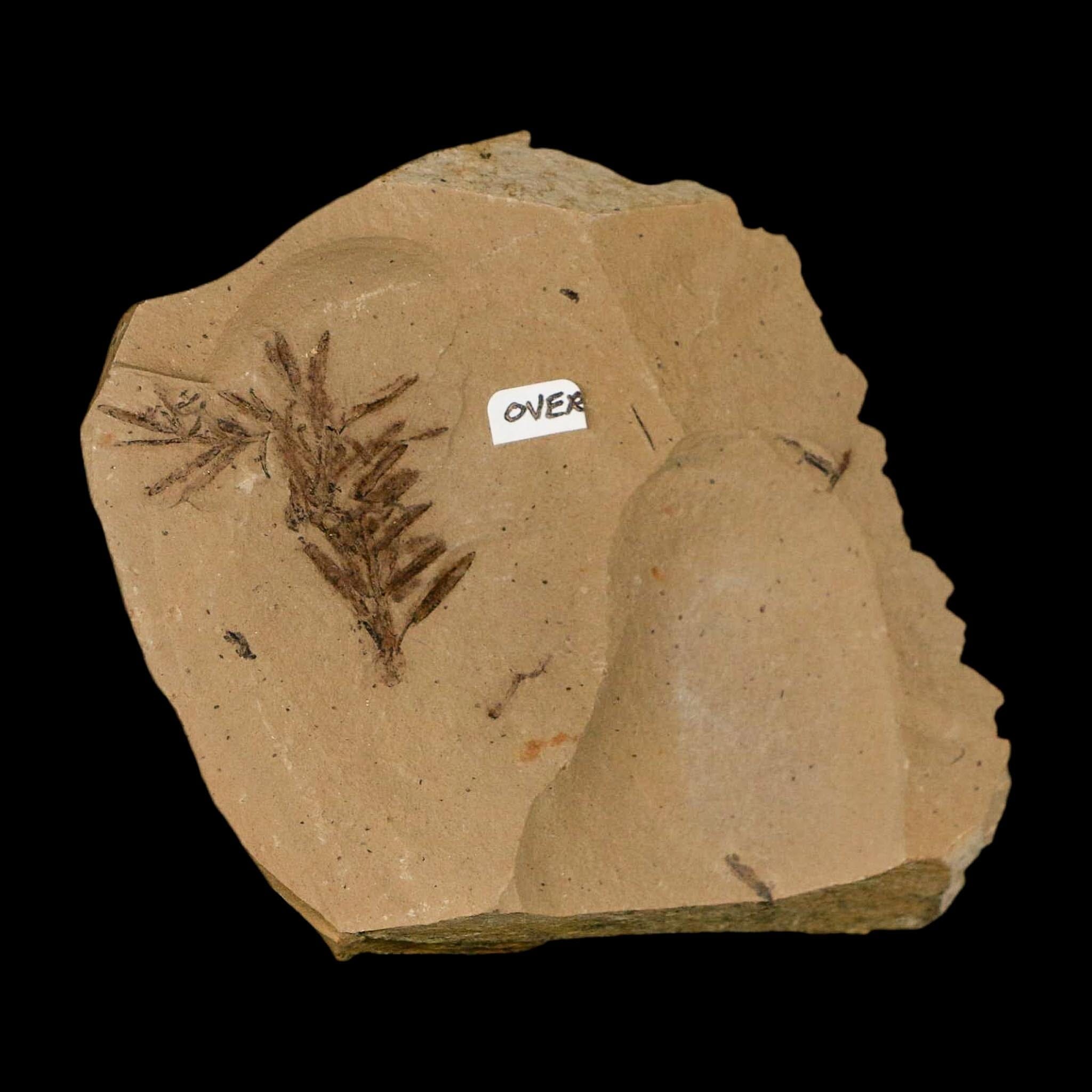 Two 2 Detailed Fossil Plant Leafs Metasequoia Dawn Redwood Oligocene Age MT COA - Fossil Age Minerals