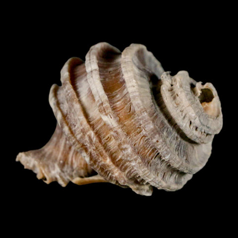 1.8" Ecphora Gardnerae Gastropod Fossil Shell Lee Creek Miocene Epoch North Carolina - Fossil Age Minerals