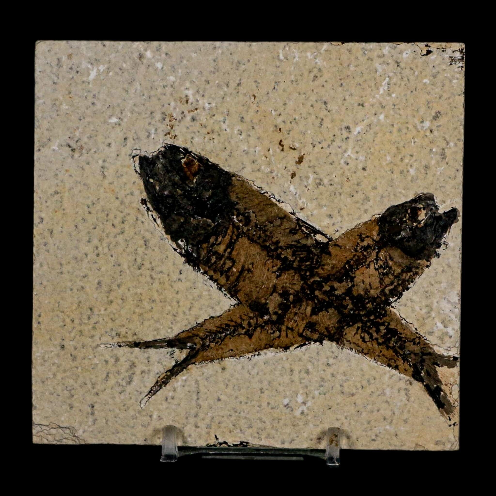 2 Two Knightia Eocaena Fossil Fish Green River FM Wyoming Eocene Age COA & Stand - Fossil Age Minerals