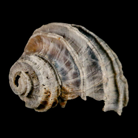 1.6" Ecphora Gardnerae Gastropod Fossil Shell Lee Creek Miocene Epoch North Carolina