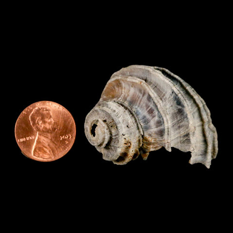 1.6" Ecphora Gardnerae Gastropod Fossil Shell Lee Creek Miocene Epoch North Carolina - Fossil Age Minerals