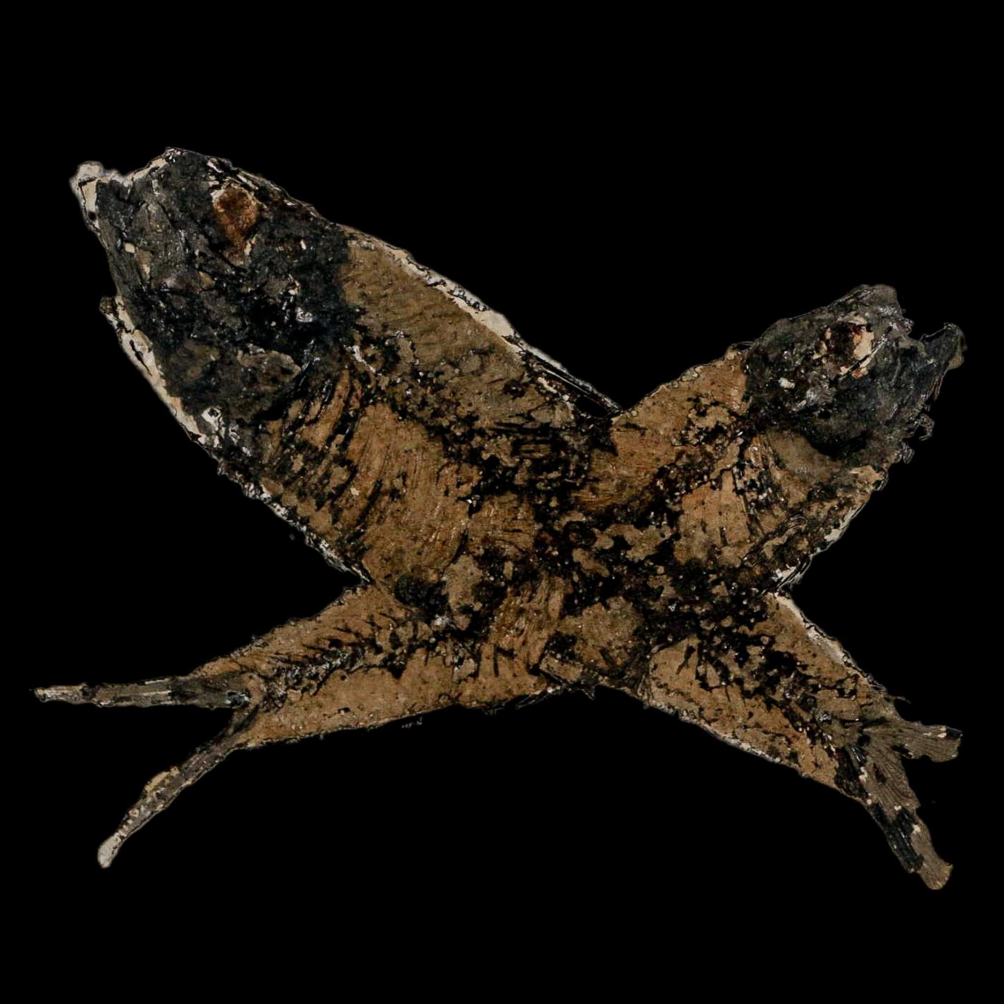 2 Two Knightia Eocaena Fossil Fish Green River FM Wyoming Eocene Age COA & Stand - Fossil Age Minerals