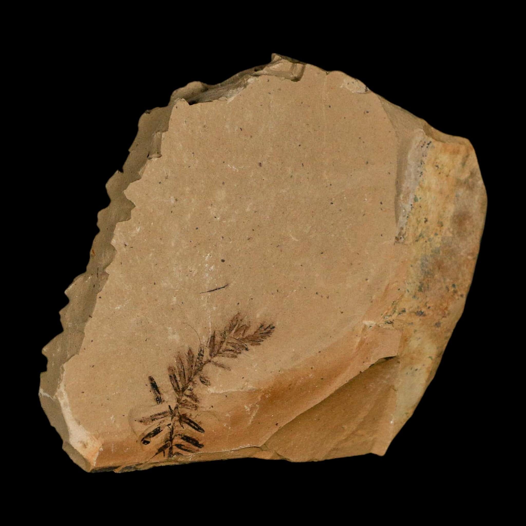Two 2 Detailed Fossil Plant Leafs Metasequoia Dawn Redwood Oligocene Age MT COA - Fossil Age Minerals